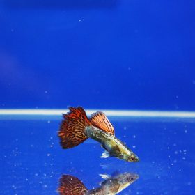 Red Dragon Guppy male