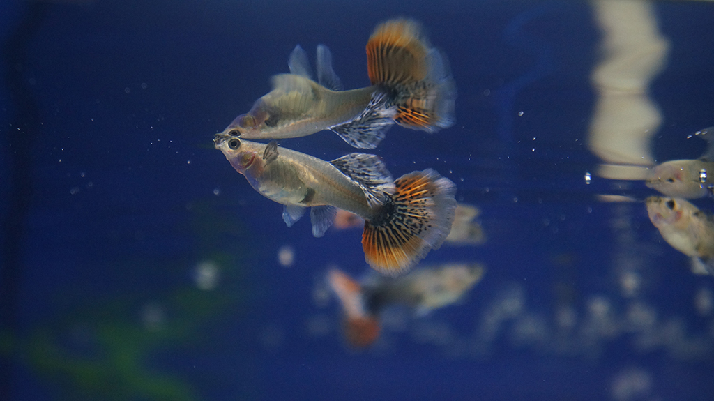 Buy Premium Canada guppies imported from Indonesia