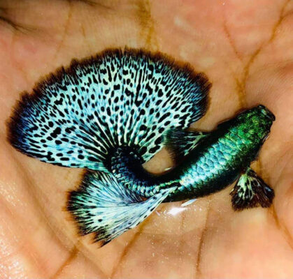 Platinum Green Dragon