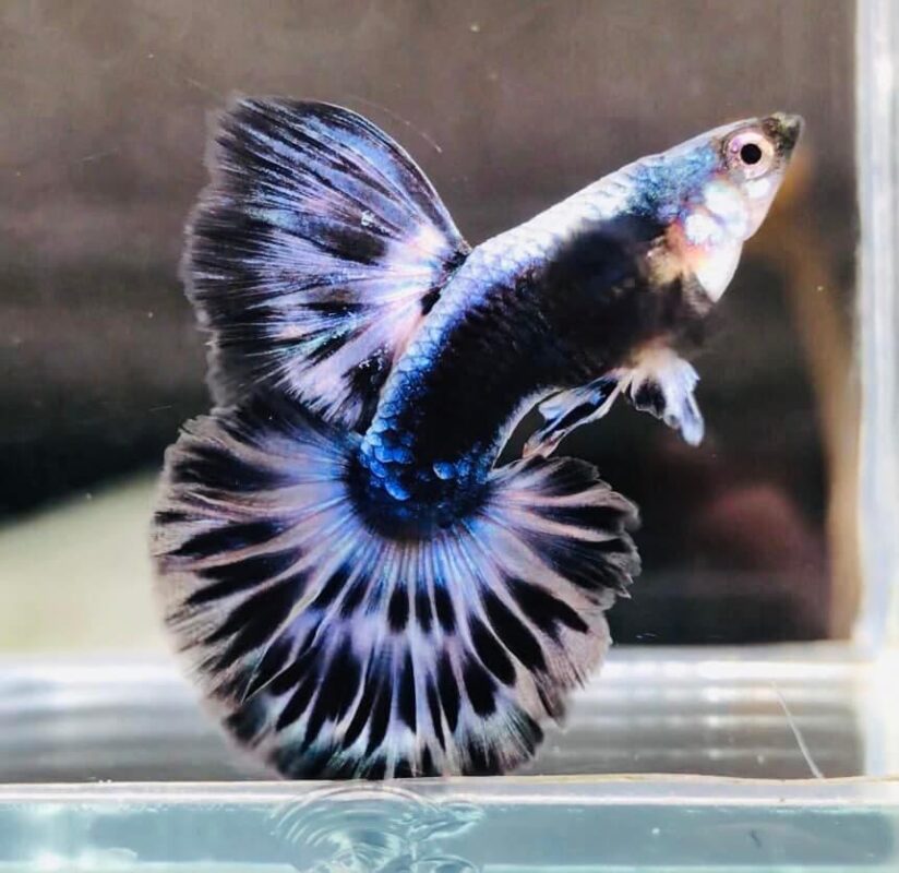 Platinum Purple Ivory Guppy Colorz Guppy Farm Platinum Purple Ivory Guppy Colorz Guppy Farm