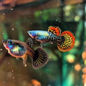 Alternative view of Red Dragon Guppy Roundtail