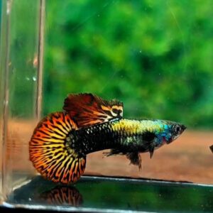 Red Dragon Guppy Roundtail